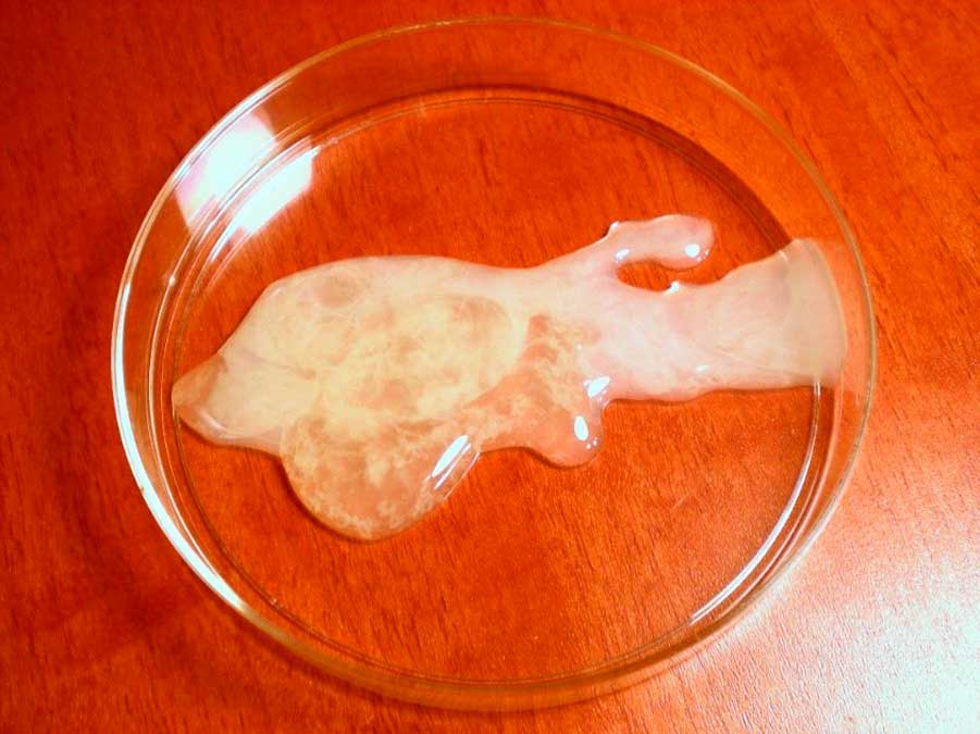 прозрачная сперма фото