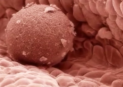 имплантация эмбриона в матку 