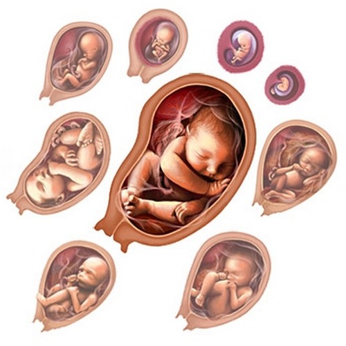Внутриутробное развитие эмбриона.